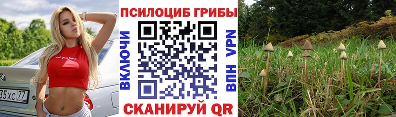 Псилоцибиновые грибы Psilocybe  Чухлома 
